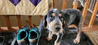 Purple, a female Bluetick Coonhound for sale in Augusta, KS – Photo 6 of 10