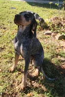 Green, a male Bluetick Coonhound for sale in Augusta, KS – Photo 10 of 10