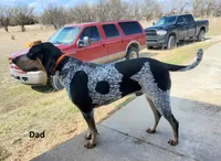 Green, a male Bluetick Coonhound for sale in Augusta, KS – Photo 8 of 10