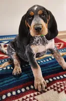 Green, a male Bluetick Coonhound for sale in Augusta, KS – Photo 1 of 10