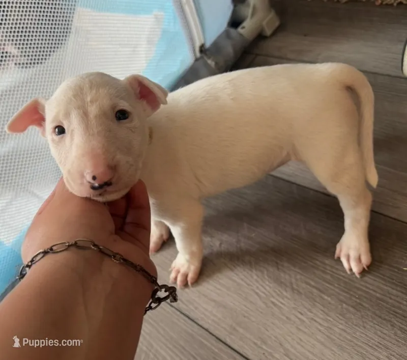 Pup5 – Bull Terrier puppy for sale in Houston, TX