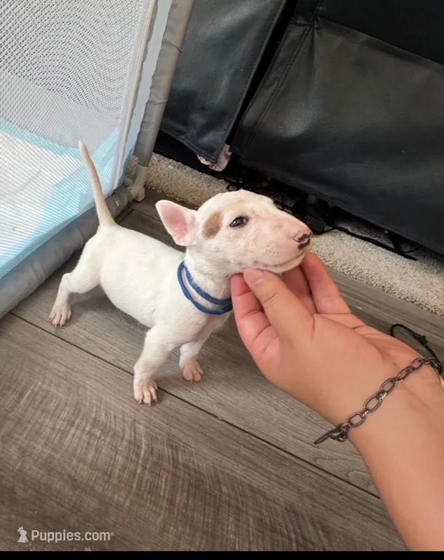 Pup6 – Bull Terrier puppy for sale in Houston, TX