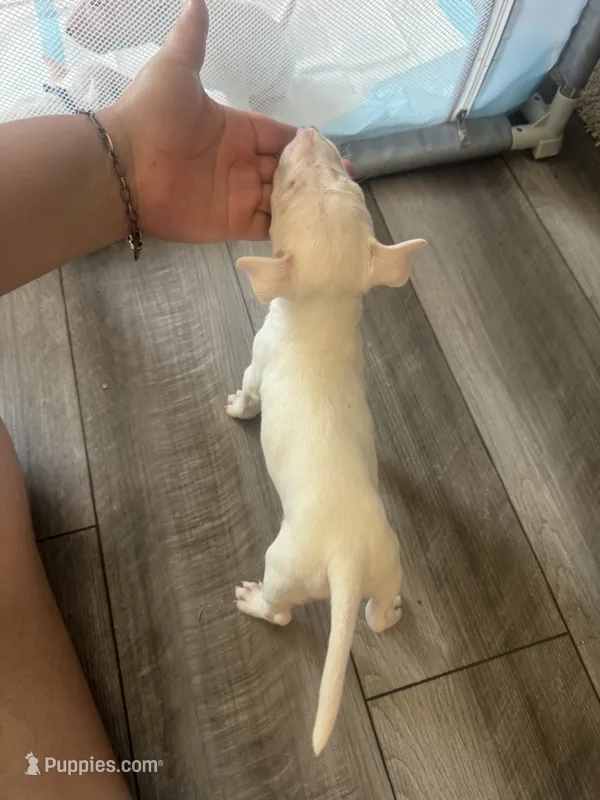 Pup4 – Bull Terrier puppy for sale in Houston, TX