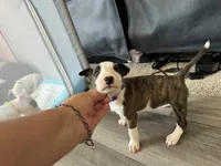 Pup A, a female Bull Terrier for sale in Houston, TX – 3 of 4