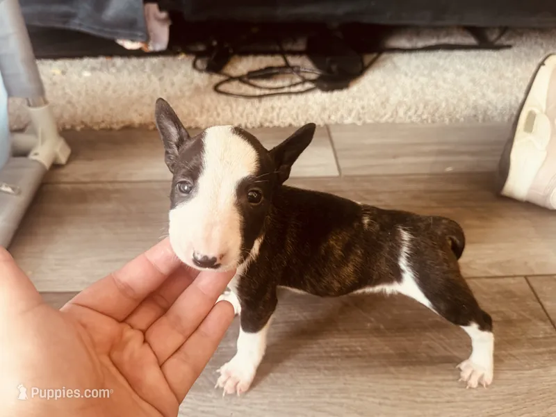 Pup2  – Bull Terrier puppy for sale in Houston, TX