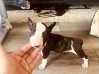 Pup2 , a female Bull Terrier for sale in Houston, TX – 1 of 3