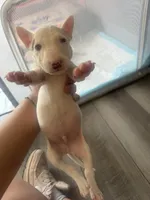 Pup6, a male Bull Terrier for sale in Houston, TX – 3 of 3