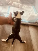 Pup2 , a female Bull Terrier for sale in Houston, TX – 3 of 3