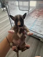 Pup7, a male Bull Terrier for sale in Houston, TX – 2 of 3