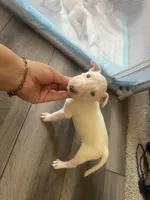 Pup4, a male Bull Terrier for sale in Houston, TX – 2 of 3