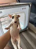 Pup3, a female Bull Terrier for sale in Houston, TX – 2 of 3