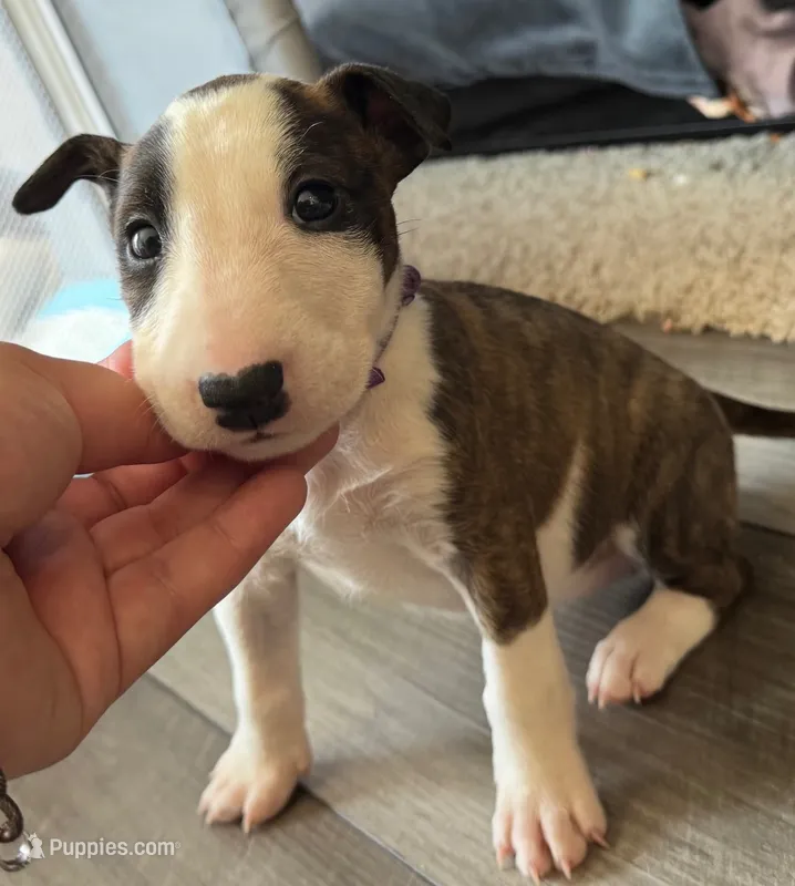 Pup A – Bull Terrier puppy for sale in Houston, TX