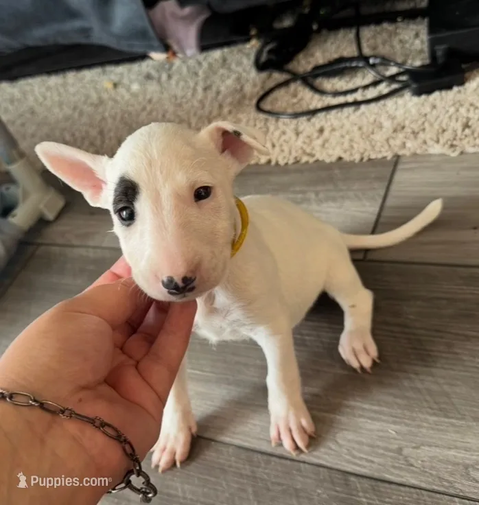 Pup3 – Bull Terrier puppy for sale in Houston, TX