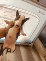 Pup2 , a female Bull Terrier for sale in Houston, TX – 2 of 3