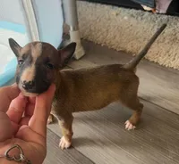 Pup7, a male Bull Terrier for sale in Houston, TX – 1 of 3