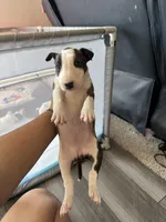 Pup A, a female Bull Terrier for sale in Houston, TX – 2 of 4