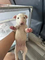 Pup5, a male Bull Terrier for sale in Houston, TX – 2 of 3
