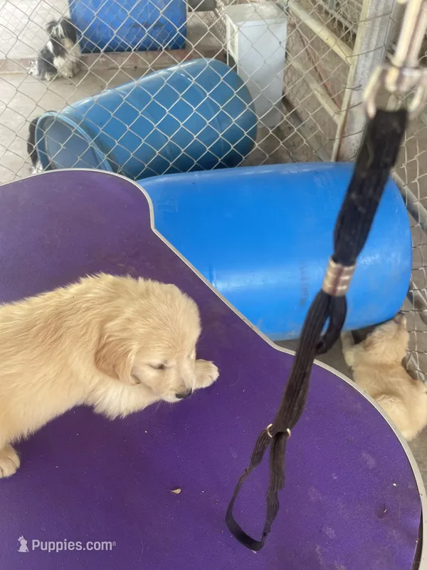 G Boy 2 – Golden Retriever puppy for sale in Fitzgerald, GA