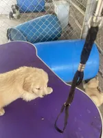 G Boy 2, a male Golden Retriever for sale in Fitzgerald, GA – 1 of 3
