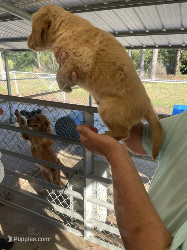 Golden boy 2 – Golden Retriever puppy for sale in Fitzgerald, GA