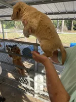 Golden boy 2, a male Golden Retriever for sale in Fitzgerald, GA – 1 of 3