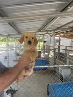 Golden boy   1, a male Golden Retriever for sale in Fitzgerald, GA – 2 of 3