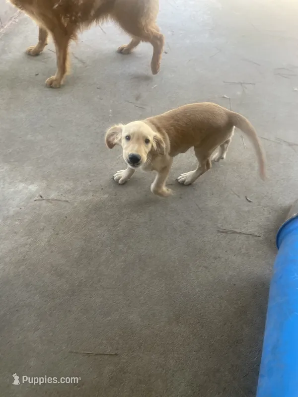 Golden boy – Golden Retriever puppy for sale in Fitzgerald, GA
