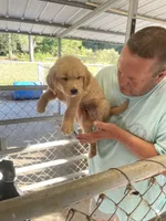 Golden boy 2, a male Golden Retriever for sale in Fitzgerald, GA – 2 of 3
