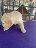 G Boy 4, a male Golden Retriever for sale in Fitzgerald, GA – 2 of 3