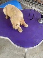 G   Girl 2, a female Golden Retriever for sale in Fitzgerald, GA – 3 of 3