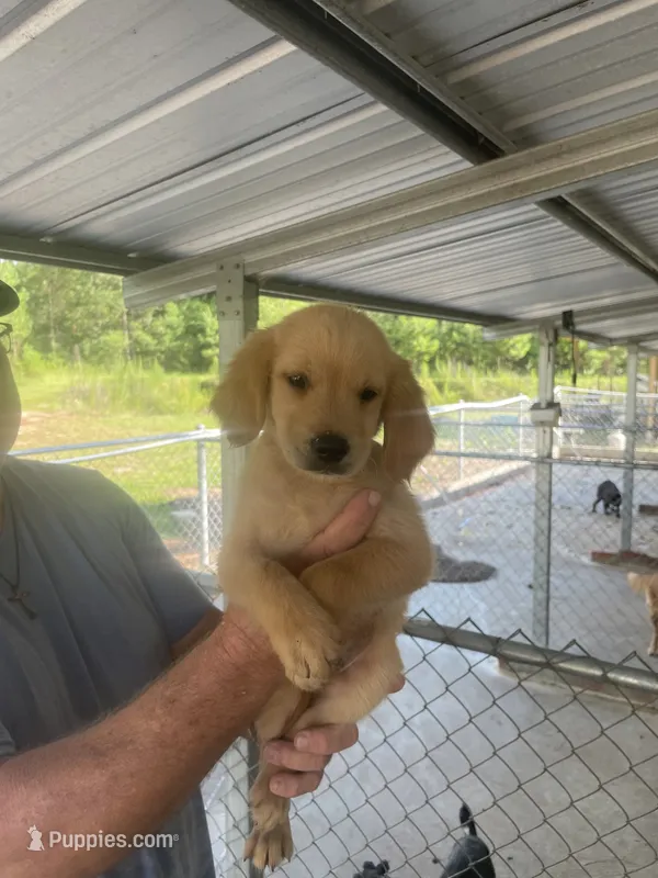 Golden boy   1 – Golden Retriever puppy for sale in Fitzgerald, GA
