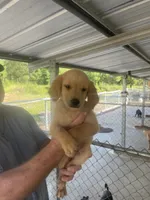 Golden boy   1, a male Golden Retriever for sale in Fitzgerald, GA – 1 of 3