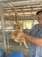 Golden Boy 2, a male Golden Retriever for sale in Fitzgerald, GA – 2 of 3