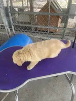 G Boy 3, a male Golden Retriever for sale in Fitzgerald, GA – 2 of 2