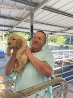 Golden boy 3, a male Golden Retriever for sale in Fitzgerald, GA – 3 of 3