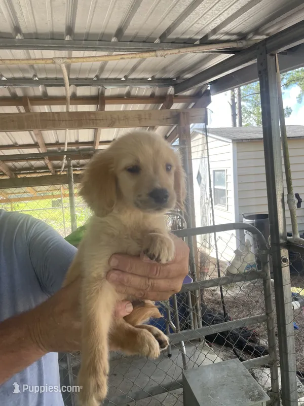 Golden Boy 2 – Golden Retriever puppy for sale in Fitzgerald, GA