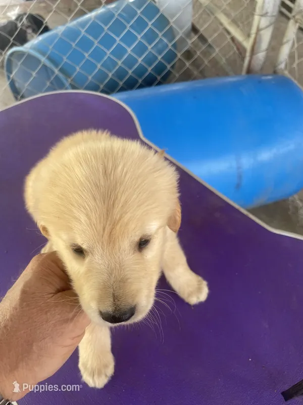 G Boy 4 – Golden Retriever puppy for sale in Fitzgerald, GA