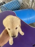 G Boy 4, a male Golden Retriever for sale in Fitzgerald, GA – 1 of 3