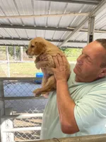 Golden boy 2, a male Golden Retriever for sale in Fitzgerald, GA – 3 of 3