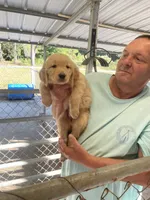 Golden boy 3, a male Golden Retriever for sale in Fitzgerald, GA – 2 of 3