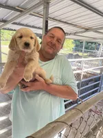 Golden girl , a female Golden Retriever for sale in Fitzgerald, GA – 2 of 3