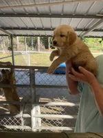 Golden boy    1, a male Golden Retriever for sale in Fitzgerald, GA – 2 of 3