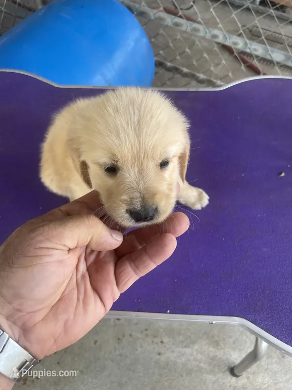 G Girl  1 – Golden Retriever puppy for sale in Fitzgerald, GA