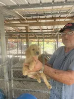 Golden Boy 2, a male Golden Retriever for sale in Fitzgerald, GA – 3 of 3
