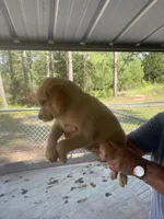 Golden boy   1, a male Golden Retriever for sale in Fitzgerald, GA – 3 of 3