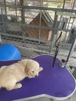 G Boy 4, a male Golden Retriever for sale in Fitzgerald, GA – 3 of 3
