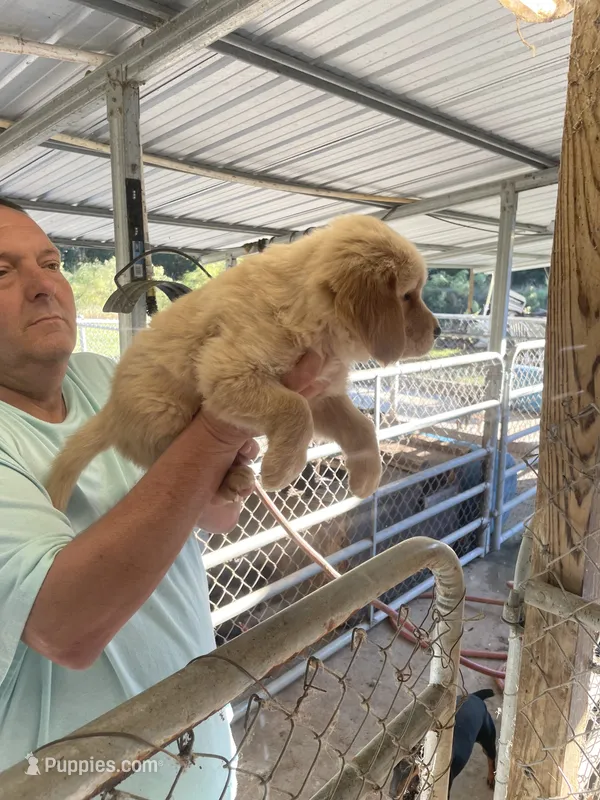 Golden boy    1 – Golden Retriever puppy for sale in Fitzgerald, GA