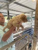 Golden boy    1, a male Golden Retriever for sale in Fitzgerald, GA – 1 of 3