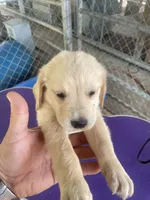 G Boy 2, a male Golden Retriever for sale in Fitzgerald, GA – 2 of 3