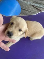 G   Girl 2, a female Golden Retriever for sale in Fitzgerald, GA – 1 of 3
